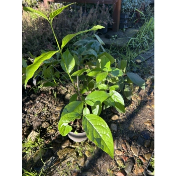 ZIMOKWIAT WCZESNY kwitnie zimą - sadzonki 50 / 70 cm